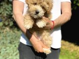 Di̇zayn Irk Malti̇poo Bebekler