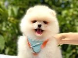 Teddy Bear Pomeranian Boo