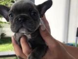 French Bulldog Özel Renk Bebekler