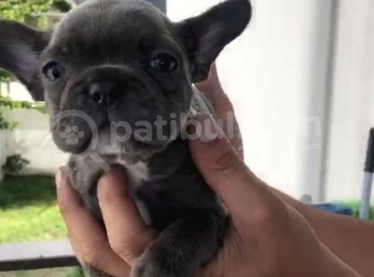 French Bulldog Özel Renk Bebekler görsel