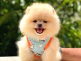 Di̇şi̇ Teddy Bear Pomerani̇an