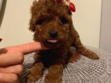 Sağlık Ve Ömür Boyu Irk Garantili Poodle Yavrular