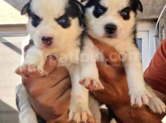 Husky Yavrular görsel