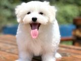 Show Kalite Maltese Terier Bebekler