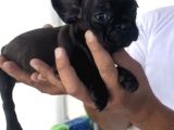 French Bulldog Özel Renk Bebekler
