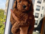Sağlık Ve Ömür Boyu Irk Garantili Poodle Yavrular