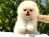 Teddy Bear Pomeranian Boo