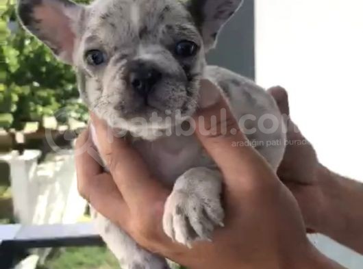 French Bulldog Özel Renk Bebekler görsel
