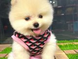 Dünya Tatlısı Dişi Pomeranian Boo Yavrumuz