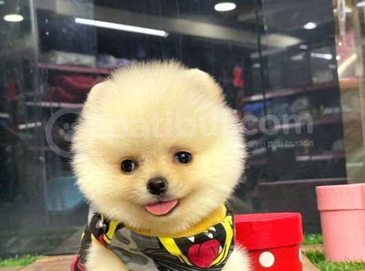 Gülen Yüz (Teddybear) Pomeranian Boo Yavrumuz