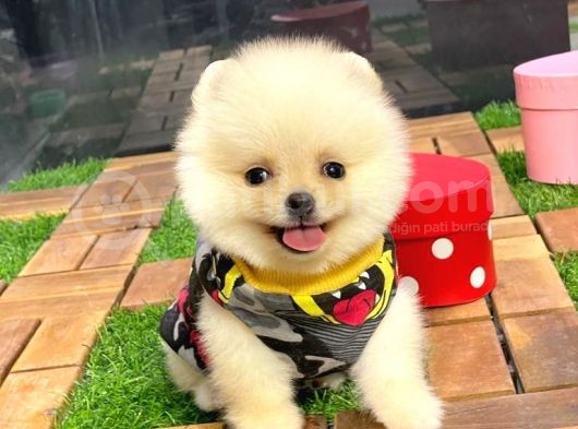 Gülen Yüz (Teddybear) Pomeranian Boo Yavrumuz görsel