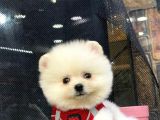 Microchipli, Pasaportlu, Irk Garantili Pomeranian Boo Yavrumuz
