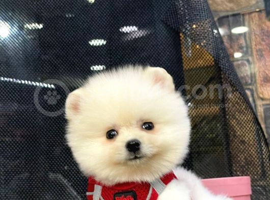 Microchipli, Pasaportlu, Irk Garantili Pomeranian Boo Yavrumuz görsel