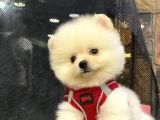 Microchipli, Pasaportlu, Irk Garantili Pomeranian Boo Yavrumuz