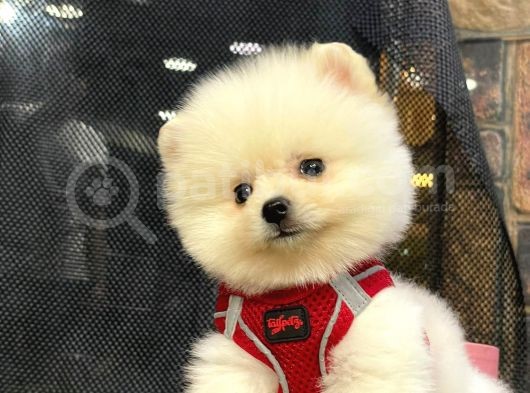 Microchipli, Pasaportlu, Irk Garantili Pomeranian Boo Yavrumuz görsel