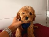 Dizayn Irk Sevimli Maltipoo Yavrular
