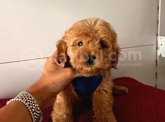 Dizayn Irk Sevimli Maltipoo Yavrular görsel
