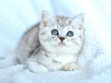 ++ Kali̇te Bri̇ti̇sh Shorthai̇r