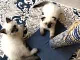 Blue Point British Shorthair Erkek Yavrular