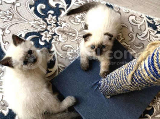 Blue Point British Shorthair Erkek Yavrular görsel