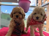 Ev Ortamında Büyüyen ToyPoodle Bebeklerimiz