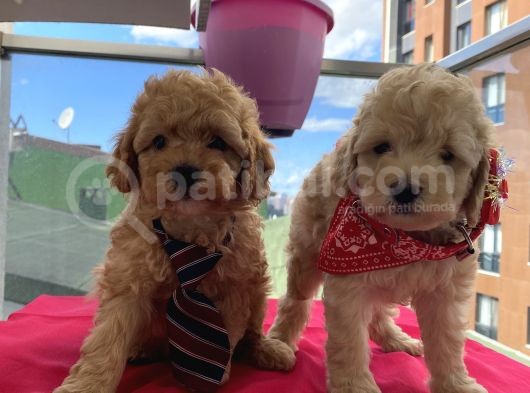 Ev Ortamında Büyüyen Toypoodle Bebeklerimiz
