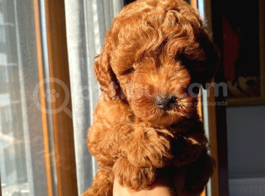 Karamelll.toypoodle ‘In Bebekleri