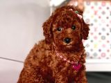 Safkan Pomeranian Boo Yavrularımız