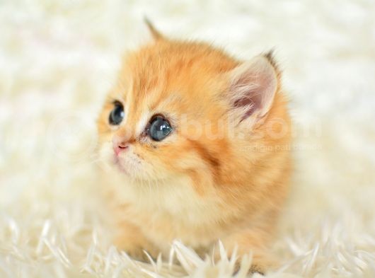 Golden Rengi̇ni̇n En Güzel Tonu Ny11 Bri̇ti̇sh Shorthai̇r görsel