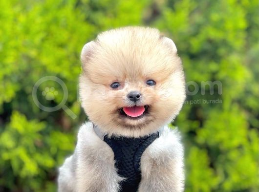 Ayıcık Surat Boo Pomeranian Yavrular görsel