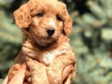 Poodle Görselinde Maltıpoo