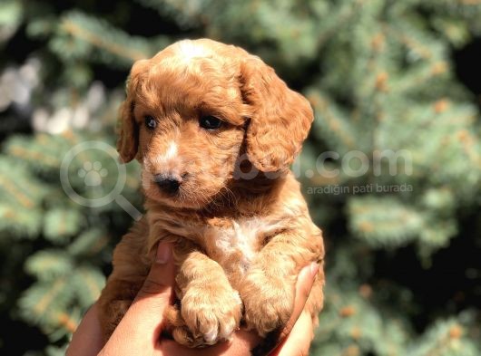 Poodle Görselinde Maltıpoo görsel