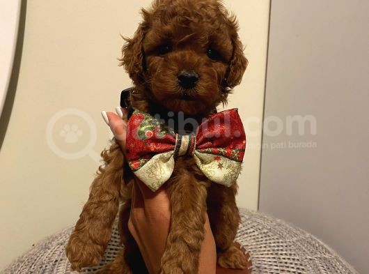 Redbrown Toypoodle Bebekler görsel