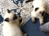 Blue Point British Shorthair Erkek Yavrular
