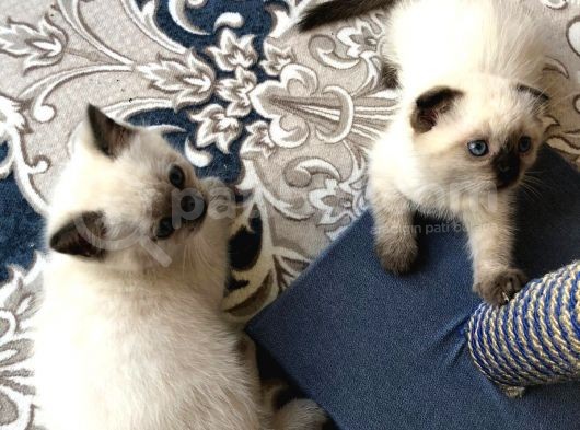 Blue Point British Shorthair Erkek Yavrular görsel