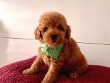 Red-Apricot Toy Boy Poodle Bebeklerimiz