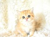 Şampi̇yon Soyundan Golden Ny11 Bri̇ti̇sh Shorthai̇r Yavrumuz Erkek