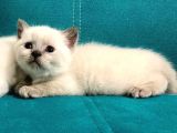 Blue Point British Shorthair Erkek Yavrular