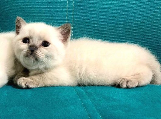 Blue Point British Shorthair Erkek Yavrular görsel
