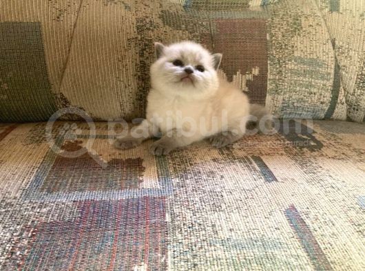 Blue Point British Shorthair Erkek Yavrular görsel