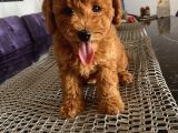Karamelll.toypoodle ‘In Bebekleri