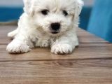 Maltese Terrier Yavrular