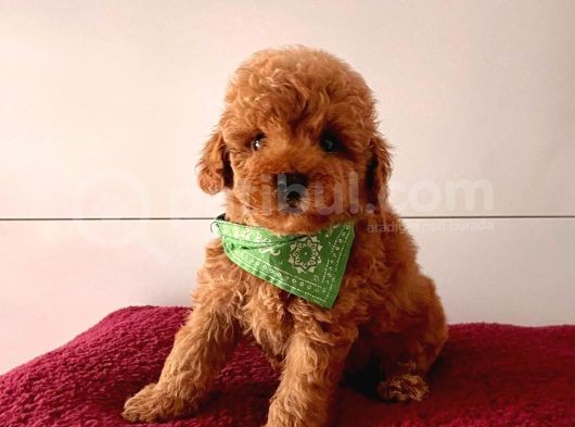 Red-Apricot Toy Boy Poodle Bebeklerimiz görsel