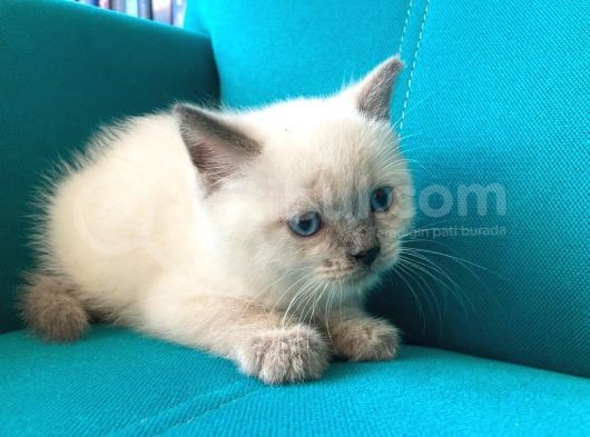 Blue Point British Shorthair Erkek Yavrular