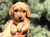 Brown Toy Poodle