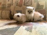 Blue Point British Shorthair Erkek Yavrular