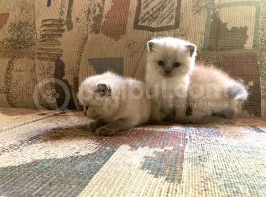 Blue Point British Shorthair Erkek Yavrular görsel