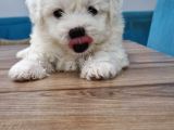 Maltese Terrier Yavrular