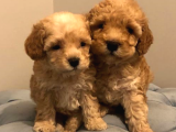 Safkan Apricot Toy Poodle Yavrular