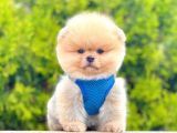 Safkan Pomeranian Boo Yavrularımız